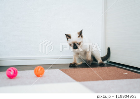 シャム猫ミックスの子猫 シャム猫ミックスの子猫 119904955