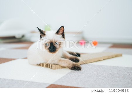 シャム猫ミックスの子猫 シャム猫ミックスの子猫 119904958