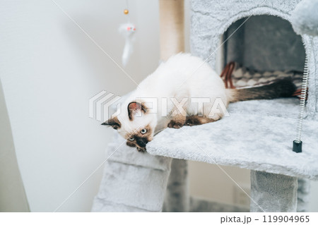 キャットタワーにいるシャム猫ミックスの子猫 キャットタワーにいるシャム猫ミックスの子猫 119904965