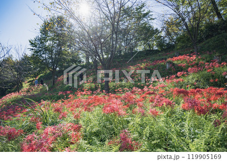 新潟 雪国植物園のヒガンバナ 新潟 雪国植物園のヒガンバナ 119905169