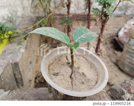 new seedling of banyan tree with three leaves new seedling of banyan tree with three leaves 119905216