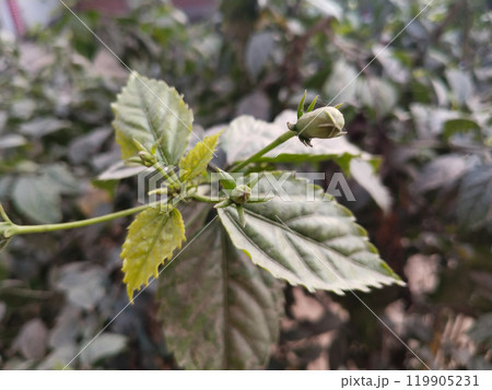 hibiscus flower Bud in focused hibiscus flower Bud in focused 119905231