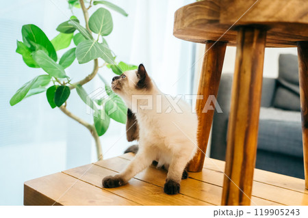 観葉植物とシャム猫ミックスの子猫 観葉植物とシャム猫ミックスの子猫 119905243