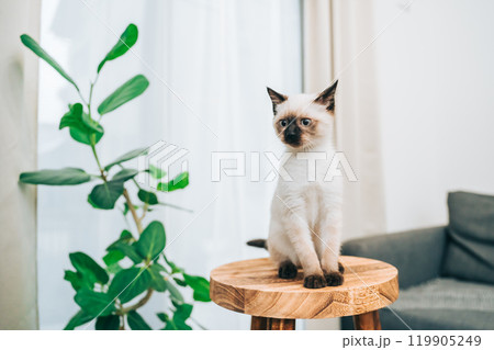 観葉植物とシャム猫ミックスの子猫 観葉植物とシャム猫ミックスの子猫 119905249