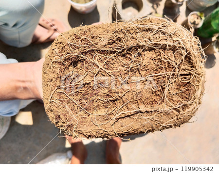 drying roots of plant. Clod of earth densely overgrown with roots. The houseplant is taken out of the pot. 119905342