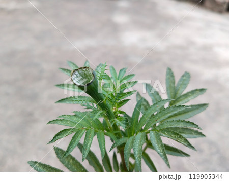 marigold bud eaten by monkey. Damage marigold flowers from the monkey 119905344