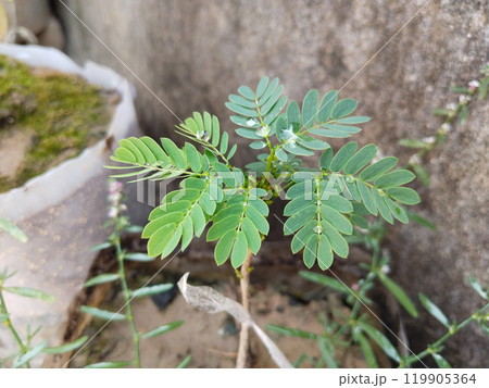 Albizia falcataria or lebbeck plant seedling grow at home Albizia falcataria or lebbeck plant seedling grow at home 119905364