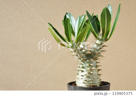 ベージュのパキポディウム 119905375