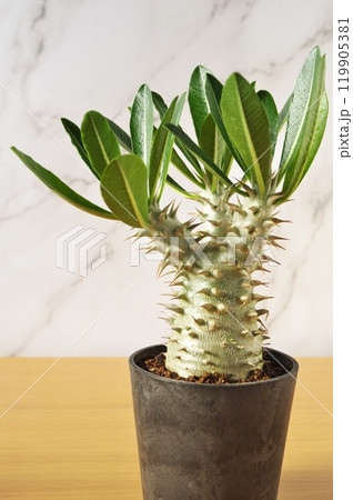 クリームのパキポディウム 119905381