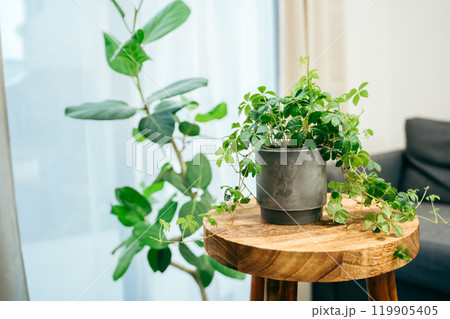 部屋にあるシュガーバイン(観葉植物) 部屋にあるシュガーバイン(観葉植物) 119905405