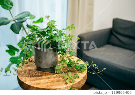 部屋にあるシュガーバイン（観葉植物） 119905406