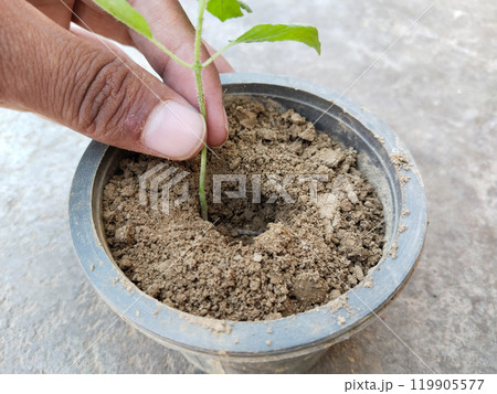 planting basil herb plant into flower pot on concrete floor 119905577