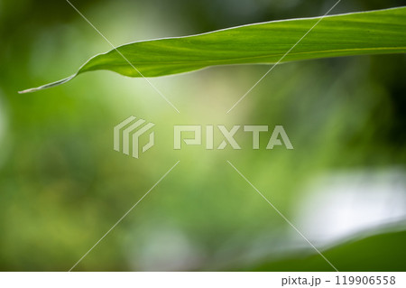 The sunlights and color of leaf bokeh on nature defocus abstract blur background 119906558
