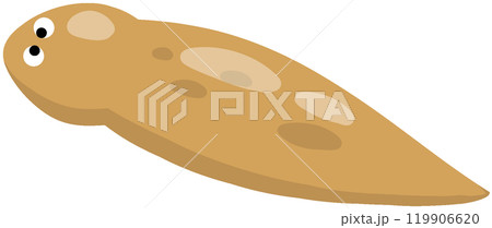 アメリカナミウズムシ 119906620