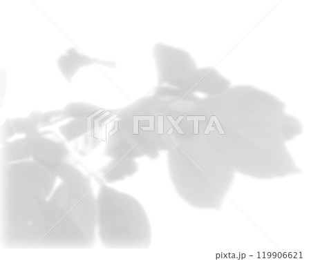 The shadow of the leaves of a tree on a white wall. Black and white image for photo overlay or mockup The shadow of the leaves of a tree on a white wall. Black and white image for photo overlay or mockup 119906621