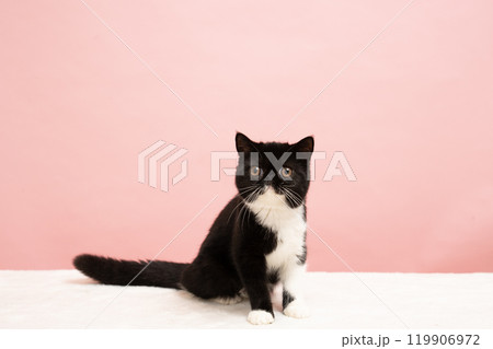 ピンクバックとエキゾチックショートヘアーの仔猫 ピンクバックとエキゾチックショートヘアーの仔猫 119906972