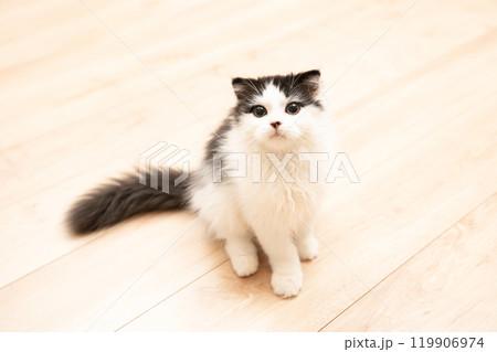 お座りしてカメラを見るスコティッシュフォールドの仔猫 119906974