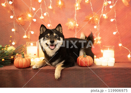 ハロウィン 微笑む豆柴とイルミネーションとキャンドルとカボチャ ハロウィン 微笑む豆柴とイルミネーションとキャンドルとカボチャ 119906975