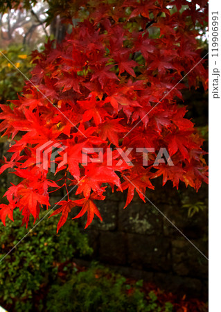 紅葉したモミジ 紅葉したモミジ 119906991