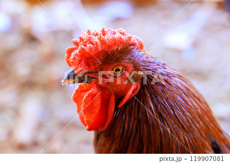 Colorful rooster portrait with large red rose comb caruncles farm garden 119907081
