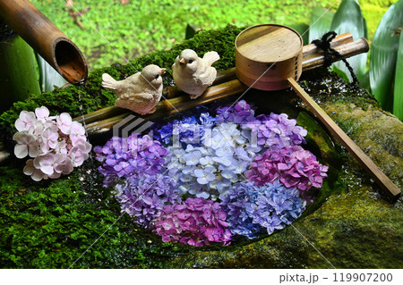 京都府長岡京市楊谷寺の紫陽花 花手水 119907200