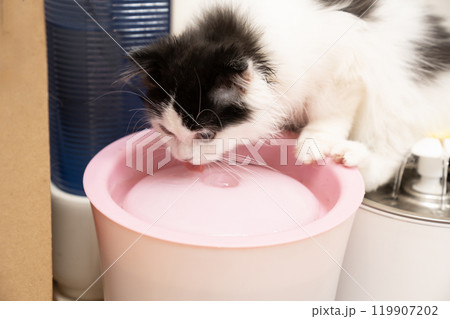 水を飲むスコティッシュフォールドの仔猫 水を飲むスコティッシュフォールドの仔猫 119907202
