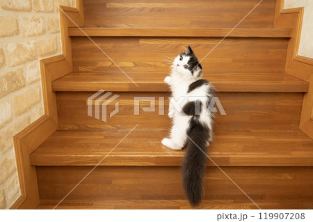 階段と振り向くスコティッシュフォールドの仔猫 階段と振り向くスコティッシュフォールドの仔猫 119907208