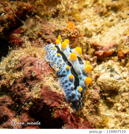 Sea slug Phyllidia varicosa, or Wart Slug, a colorful nudibranch with black stripes, yellow spots 119907510