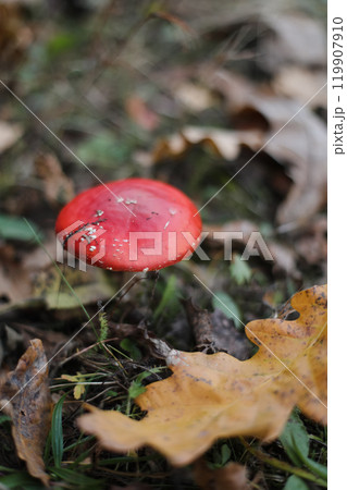 Bright red fly agaric in the grass in the forest. Beautiful natural background. Red mushroom with white dots. Poisonous mushroom. Medicinal mushroom. 119907910