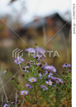 close-up of violet aster flowers in autumn garden, selective focus 119907924