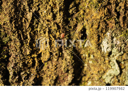 苔むした樹木を徘徊するザトウムシ 119907982