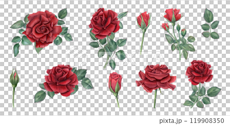 Garden red rose flowers on stem illustration clip art. Romantic flower, buds and green leaves in realistic style. Floral set for wedding greeting, for memory day 119908350