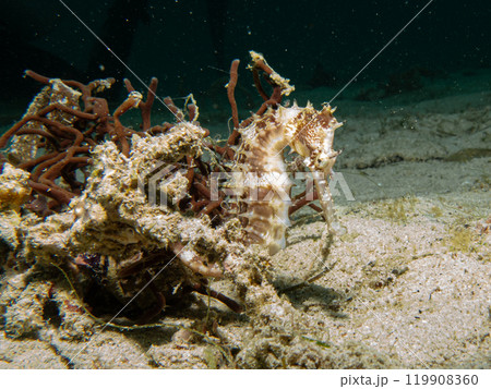 A Thorny seahorse, Hippocampus histrix, at a muck dive in Puerto Galera, Philippines 119908360