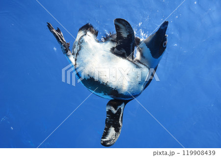 ペンギン ペンギン 119908439