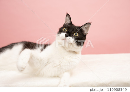 ピンクバックと猫のチヨちゃん ピンクバックと猫のチヨちゃん 119908549