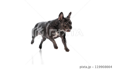 Side view of adorable, purebred black dog, smart French Bulldog in motion, running isolated on white studio background Side view of adorable, purebred black dog, smart French Bulldog in motion, running isolated on white studio background 119908664