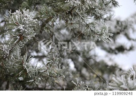 White snow on a bare tree branches on a frosty winter day, close up. Natural background. Selective botanical background. White snow on a bare tree branches on a frosty winter day, close up. Natural background. Selective botanical background. 119909248