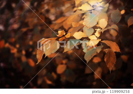 Beautiful Nature Autumn landscape. Scenery view on autumn city park with golden yellow foliage in Sunny day. Walking path in the city Park strewn with autumn fallen leaves. Beautiful Nature Autumn landscape. Scenery view on autumn city park with golden yellow foliage in Sunny day. Walking path in the city Park strewn with autumn fallen leaves. 119909258