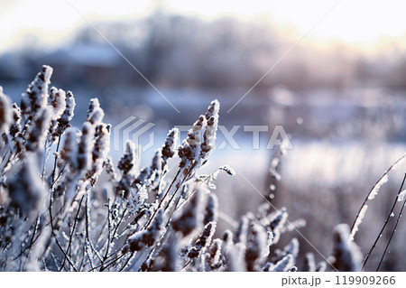Winter atmospheric landscape with frost-covered dry plants during snowfall. Winter Christmas background 119909266