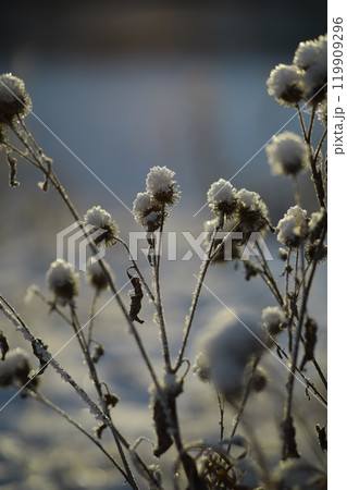 White snow on a bare tree branches on a frosty winter day, close up. Natural background. Selective botanical background. White snow on a bare tree branches on a frosty winter day, close up. Natural background. Selective botanical background. 119909296
