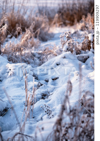 Winter atmospheric landscape with frost-covered dry plants during snowfall. Winter Christmas background 119909297