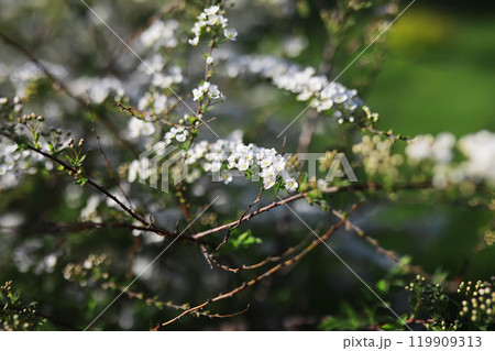 Summer landscape, lush green vegetation and nature. Summer landscape, lush green vegetation and nature. 119909313