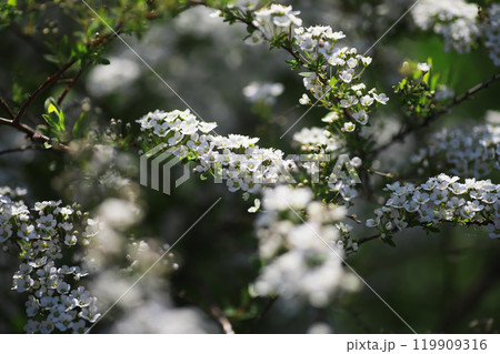 Summer landscape, lush green vegetation and nature. 119909316