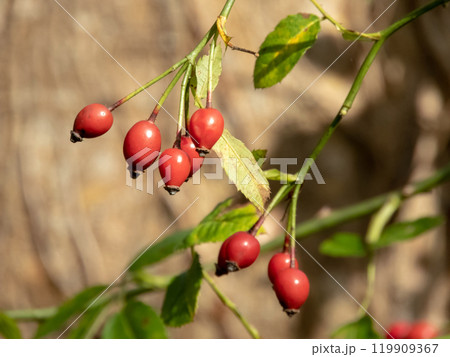 Rosa canina or dog rose red fruits in the autumn 119909367