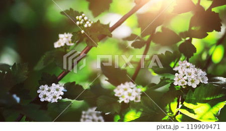 The first flowers against the background of green spring. Spring bloom. The first flowers against the background of green spring. Spring bloom. 119909471