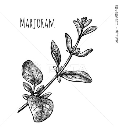 Marjoram ink sketch. Marjoram ink sketch. 119909488