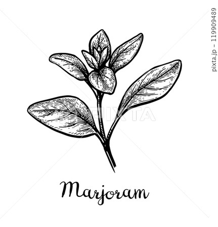 Marjoram ink sketch. Marjoram ink sketch. 119909489