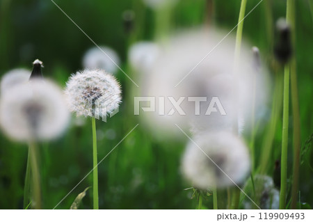 White dandelions in green grass. summer white flowers. White dandelions in green grass. summer white flowers. 119909493
