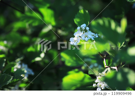 Spring bloom. The first flowers against the background of green spring. Spring bloom. The first flowers against the background of green spring. 119909496