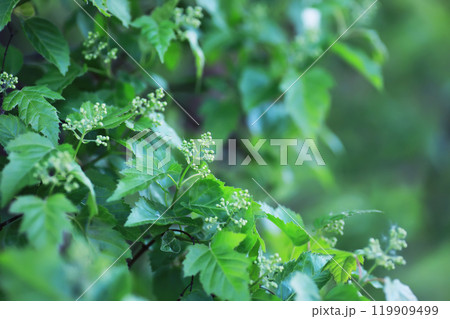 Spring green grass. Calm quiet scene green grass landscape. Spring green grass. Calm quiet scene green grass landscape. 119909499